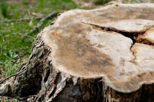 Grants for Stump Removal